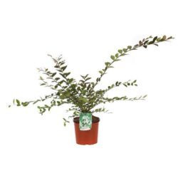 lagerstroemia strisciante bianca lagestroemia 1