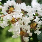 lagerstroemia strisciante bianca lagestroemia