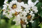 lagerstroemia strisciante bianca lagestroemia