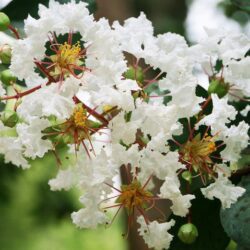 lagerstroemia strisciante bianca lagestroemia