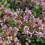lagerstroemia strisciante viola cordon bleu lagestroemia 1
