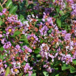lagerstroemia strisciante viola cordon bleu lagestroemia 1