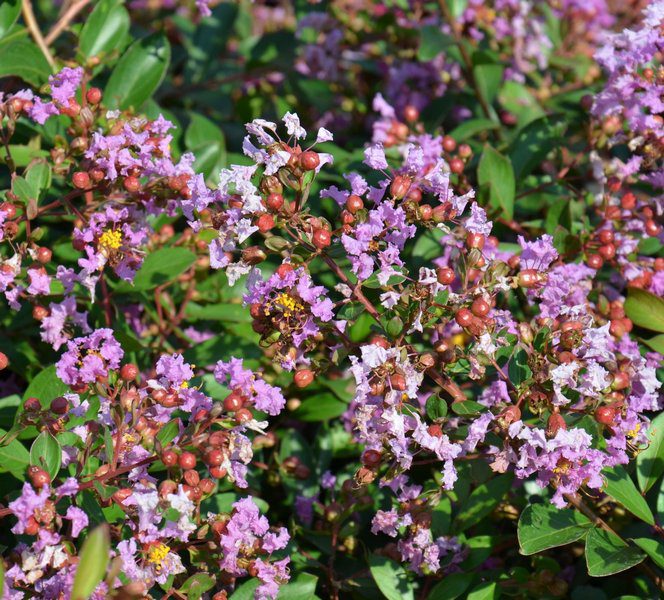 lagerstroemia strisciante viola cordon bleu lagestroemia 1 lagerstroemia strisciante viola cordon bleu lagestroemia 1