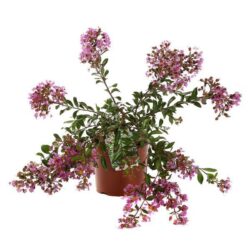 lagerstroemia strisciante viola cordon bleu lagestroemia