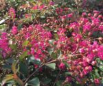 lagerstroemia strisciante worlds fair lagestroemia 1