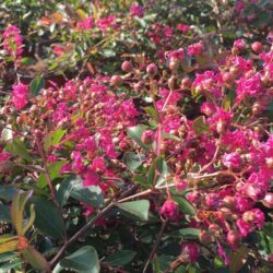 lagerstroemia strisciante worlds fair lagestroemia 1