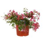 lagerstroemia strisciante worlds fair lagestroemia