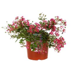lagerstroemia strisciante worlds fair lagestroemia