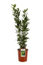 laurus nobilis alloro ciliegio 1