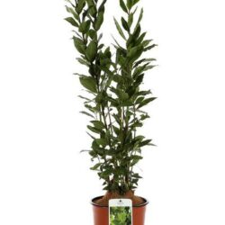 laurus nobilis alloro ciliegio 1