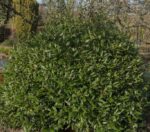 laurus nobilis alloro ciliegio