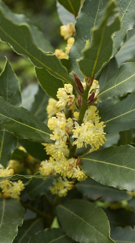 laurus nobilis alloro ciliegio 2