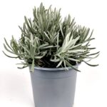 lavandula angustifolia lavanda officinale