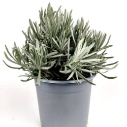lavandula angustifolia lavanda officinale