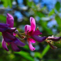 lespedeza thunbergii desmodium penduliflorum 1
