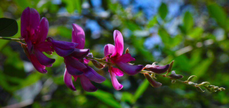 lespedeza thunbergii desmodium penduliflorum 1 lespedeza thunbergii desmodium penduliflorum 1