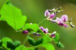 lespedeza thunbergii edo shibori desmodium penduliflorum 1
