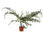 lespedeza thunbergii edo shibori desmodium penduliflorum