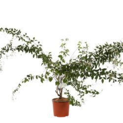 lespedeza thunbergii edo shibori desmodium penduliflorum