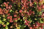 leucothoe fontanesiana curly red 1
