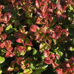 leucothoe fontanesiana curly red 1