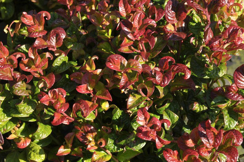 leucothoe fontanesiana curly red 1 leucothoe fontanesiana curly red 1