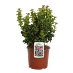 leucothoe fontanesiana curly red