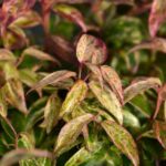 leucothoe fontanesiana makijaz 1