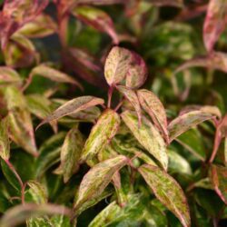leucothoe fontanesiana makijaz 1