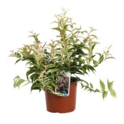 leucothoe fontanesiana makijaz