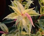 leucothoe fontanesiana rainbow 1
