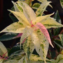 leucothoe fontanesiana rainbow 1