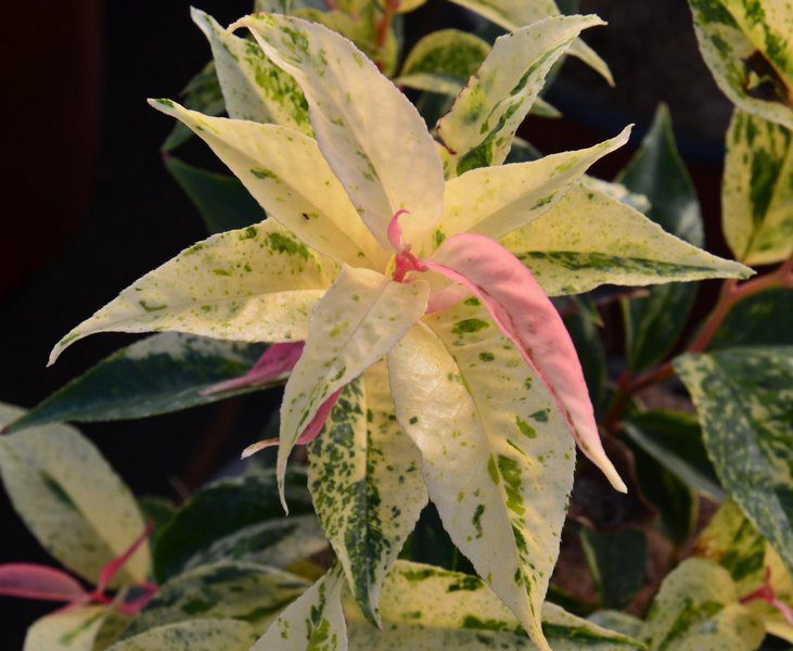leucothoe fontanesiana rainbow 1 leucothoe fontanesiana rainbow 1