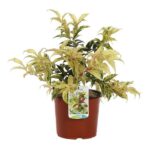 leucothoe fontanesiana rainbow