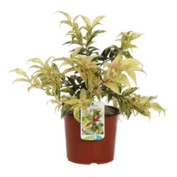 leucothoe fontanesiana rainbow