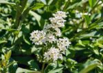 ligustrum chinensis ligustro 1