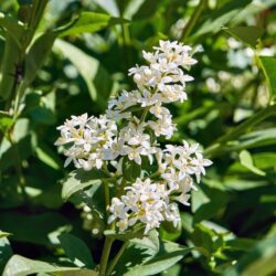 ligustrum chinensis ligustro 1
