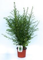 ligustrum chinensis ligustro