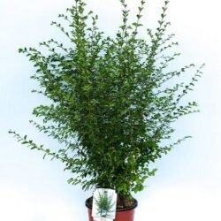 ligustrum chinensis ligustro