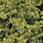 ligustrum ibota musli muster ligustro 1