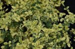 ligustrum ibota musli muster ligustro 1