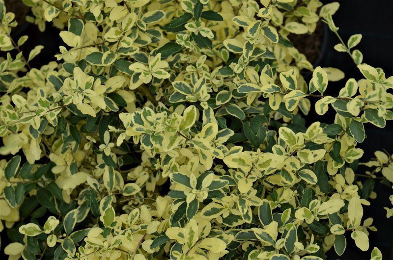 ligustrum ibota musli muster ligustro 1 ligustrum ibota musli muster ligustro 1