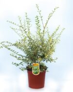 ligustrum ibota musli muster ligustro