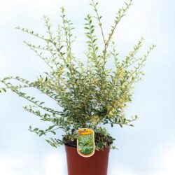 ligustrum ibota musli muster ligustro