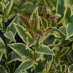 ligustrum japonicum innesto ligustro 1