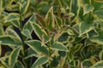 ligustrum japonicum innesto ligustro 1