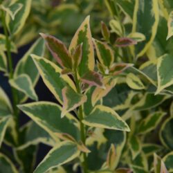 ligustrum japonicum innesto ligustro 1