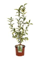 ligustrum japonicum innesto ligustro
