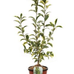 ligustrum japonicum innesto ligustro