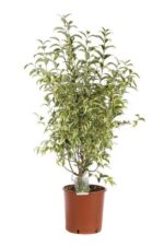 ligustrum japonicum innesto ligustro 3